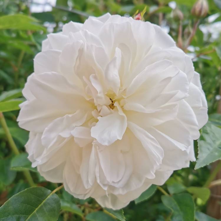 plant image 1294363