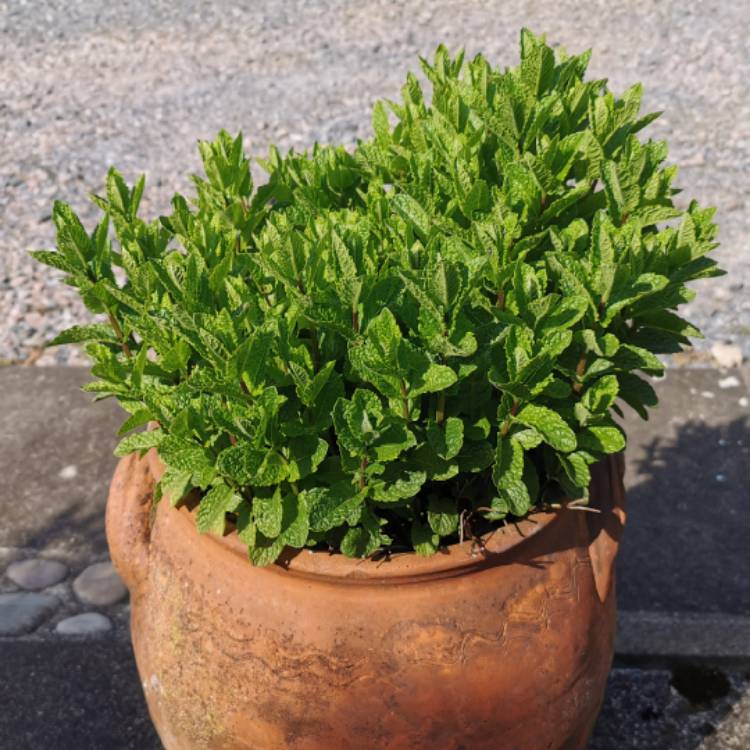 Plant image Mentha