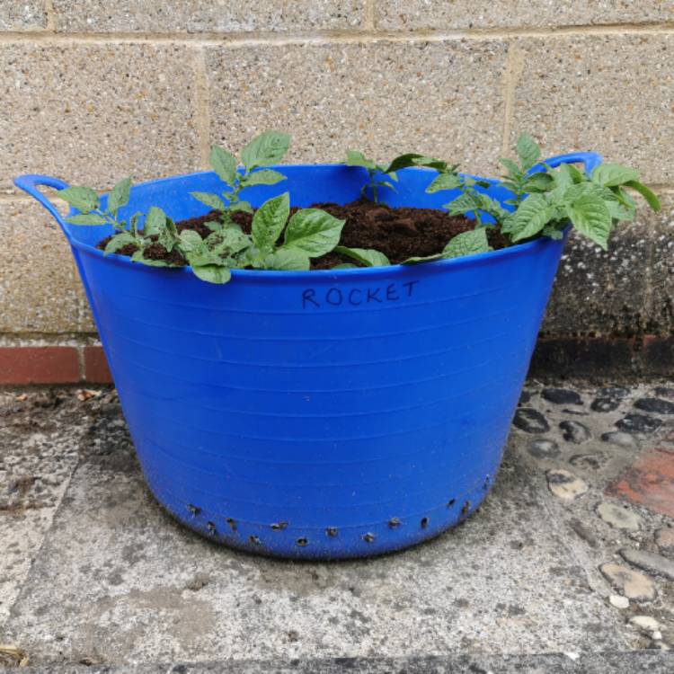 plant image 1300912