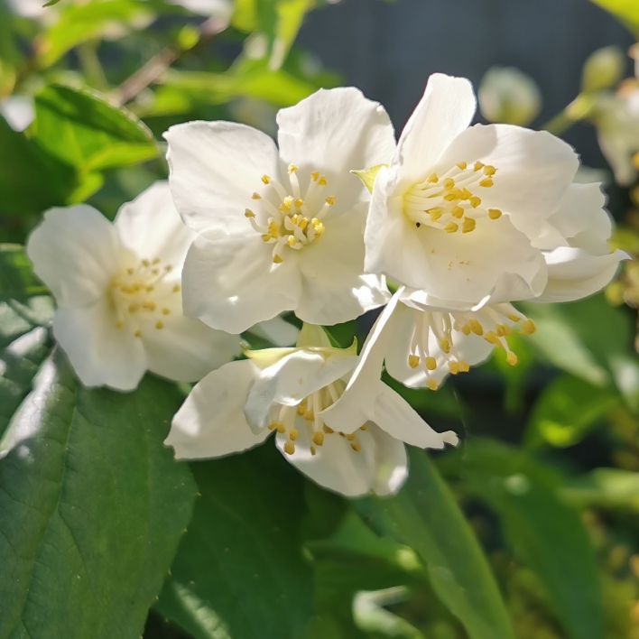 Plant image Philadelphus