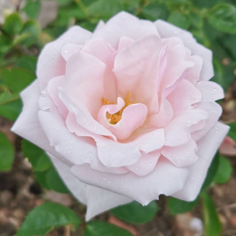 Plant image Rosa 'Margaret Merril' ('Harkuly')