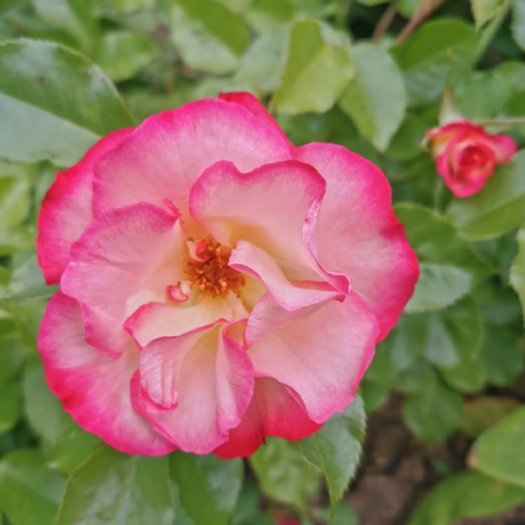 plant image 1307961 plant image 1307961
