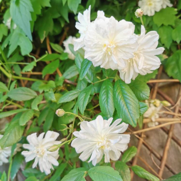 plant image 1309881