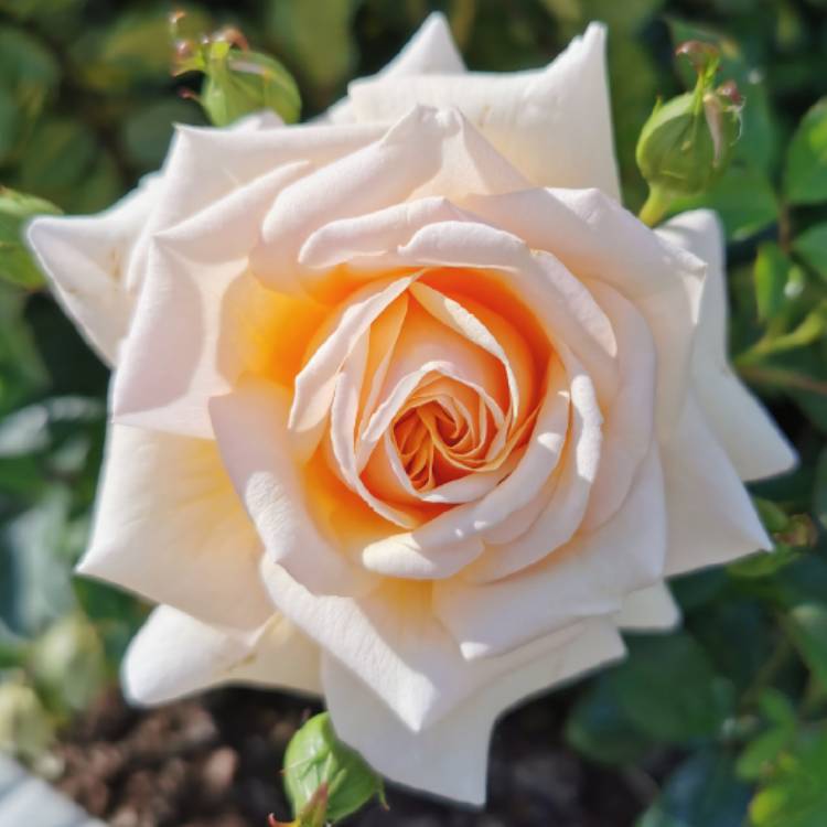 Plant image Rosa (Floribunda)