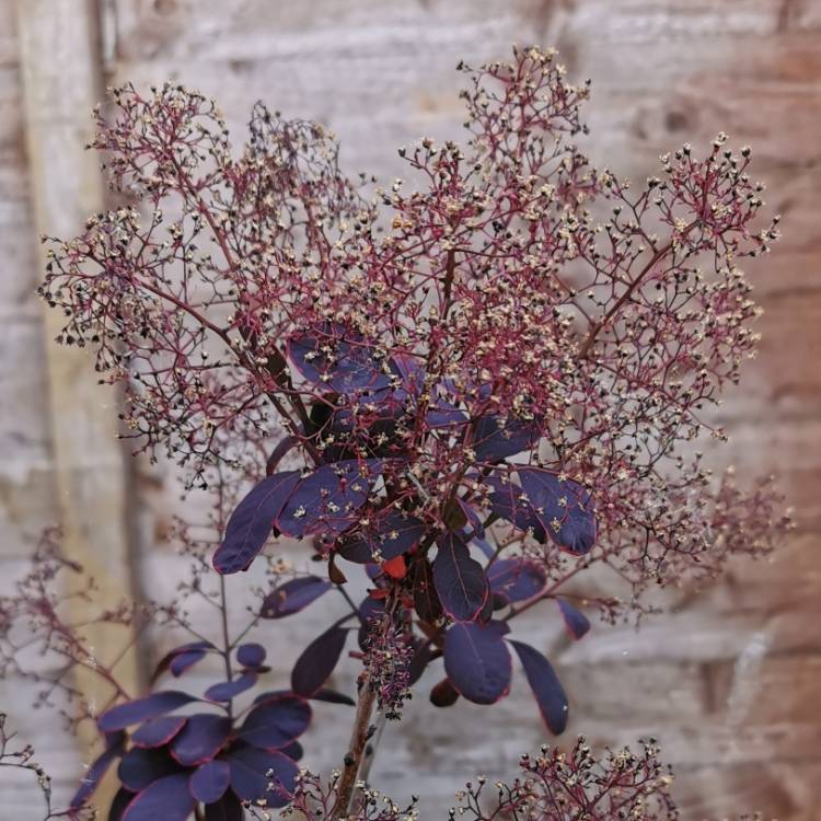 Plant image Cotinus coggygria 'Royal Purple'