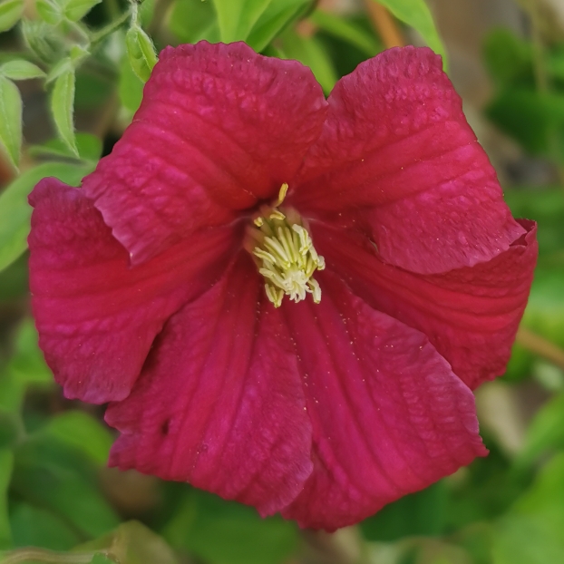 plant image 1318647