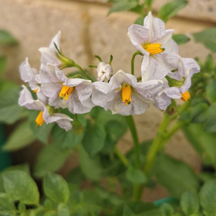 plant image 1319591