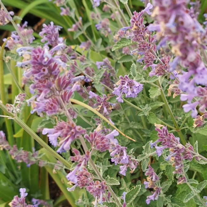 plant image 1325508