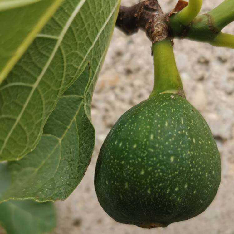 Plant image Ficus carica 'Brown Turkey'