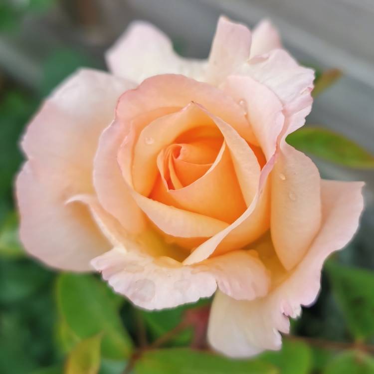 Plant image Rosa 'Compassion' syn. Rosa 'Belle de Londres'