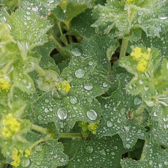 plant image 1327456 plant image 1327456