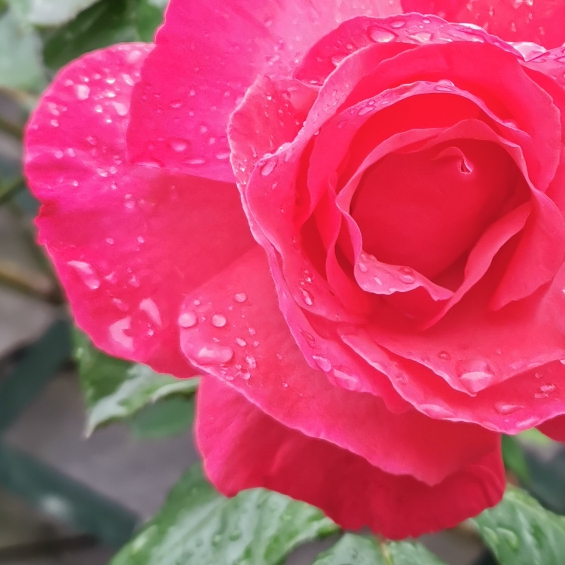 plant image 1327719