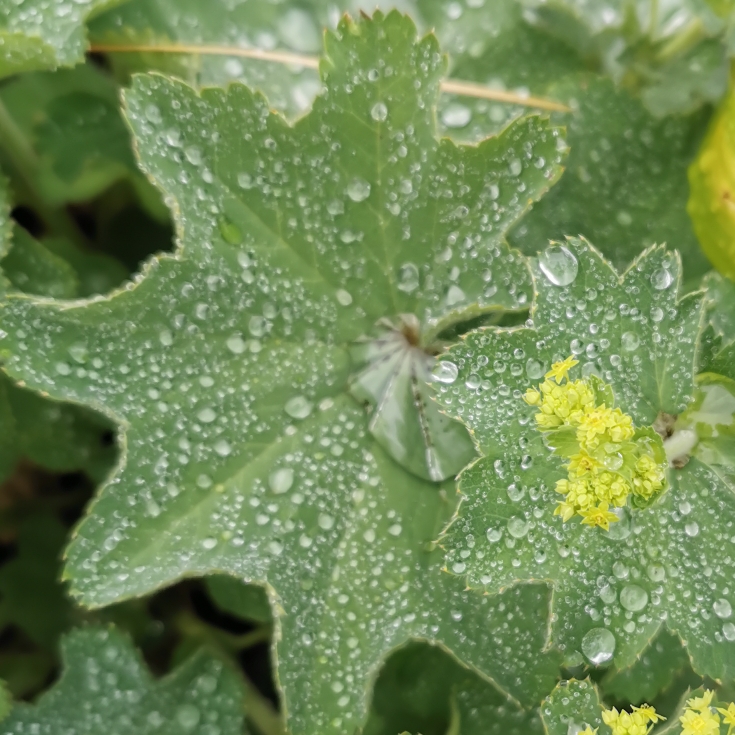 plant image 1328115 plant image 1328115