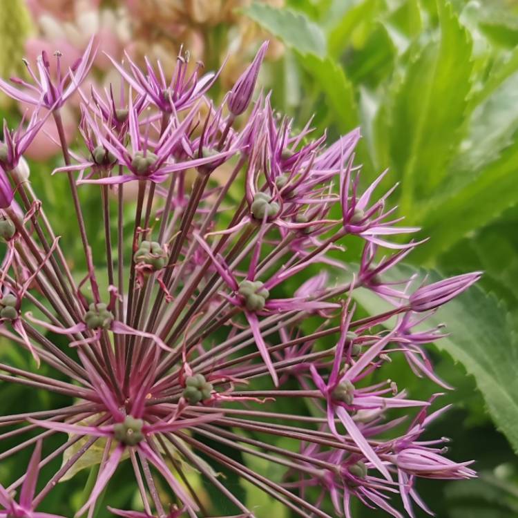 Plant image Allium cristophii