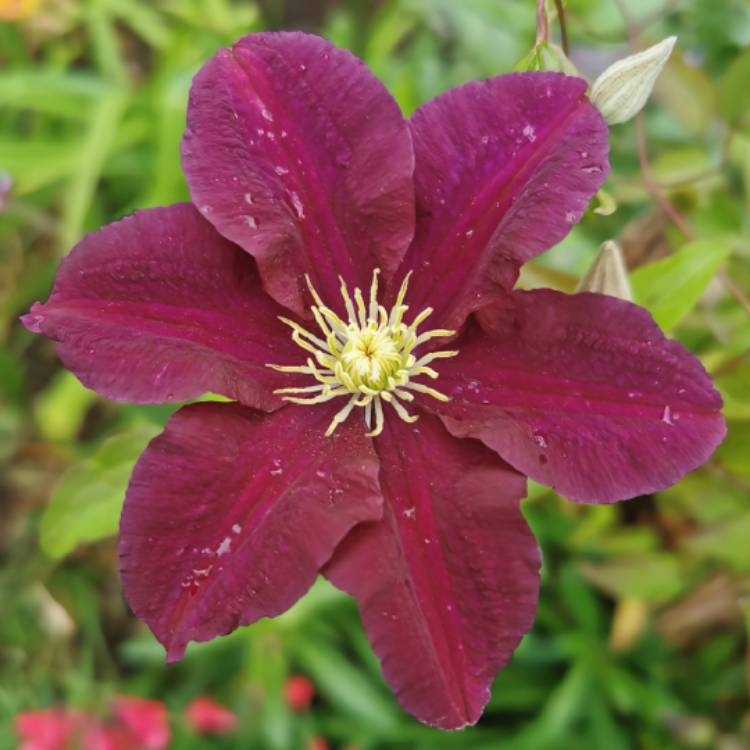 plant image 1328513 plant image 1328513