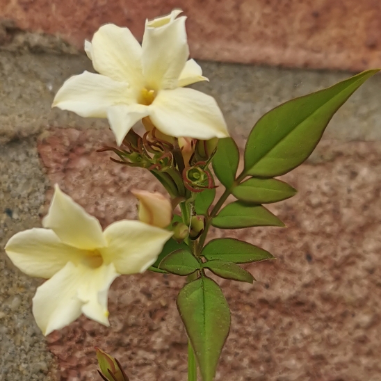 plant image 1332560 plant image 1332560