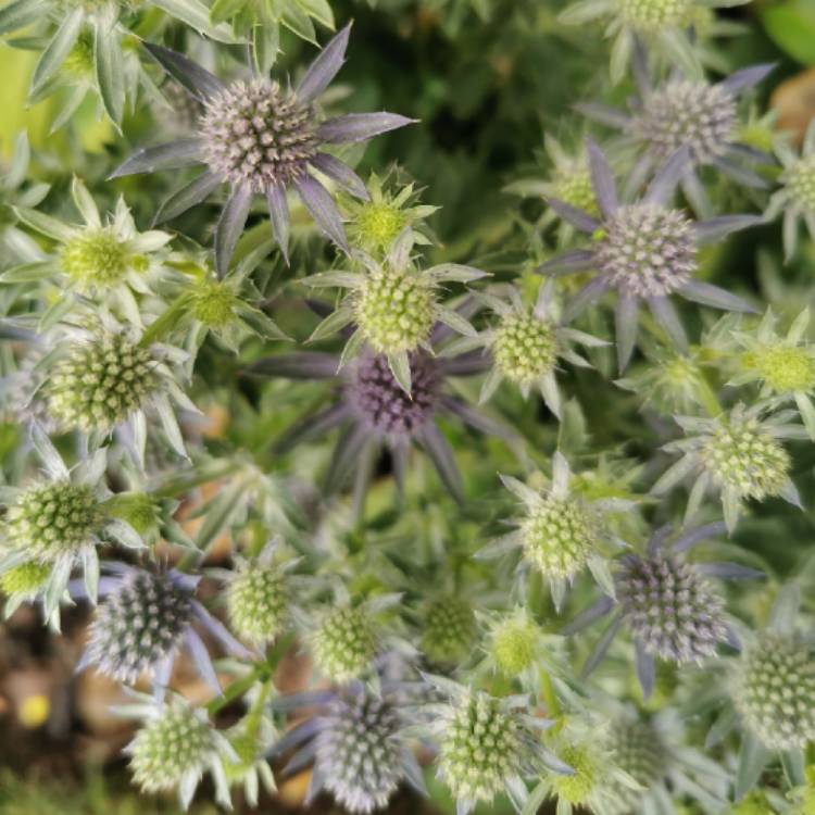 Plant image Eryngium planum 'Blue Hobbit'
