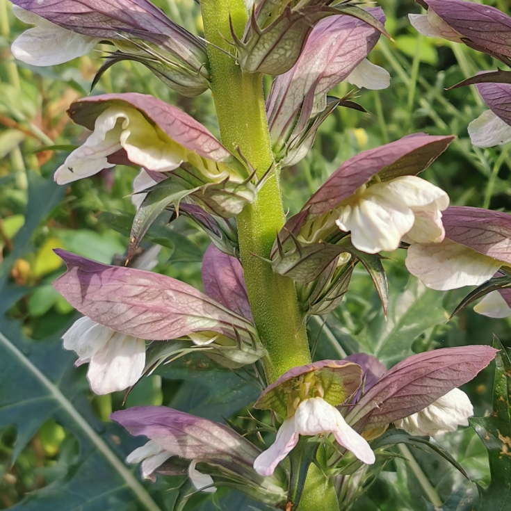 plant image 1334809 plant image 1334809