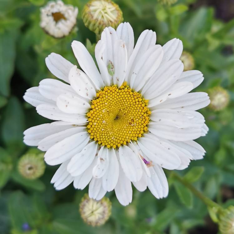 plant image 1335346