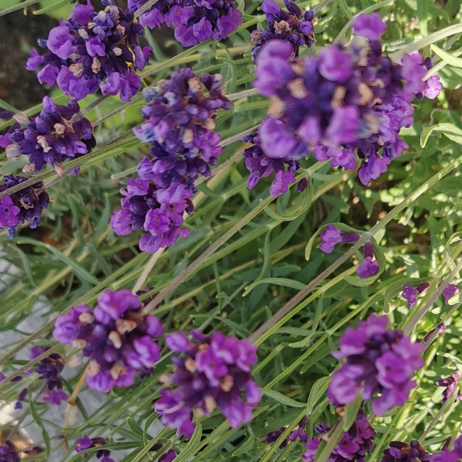 plant image 1337303