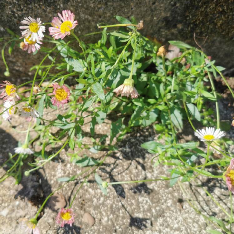 plant image 1338171 plant image 1338171