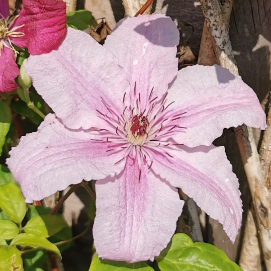 Plant image Clematis 'Hagley Hybrid'