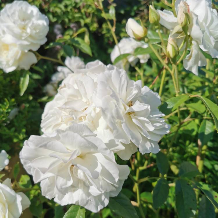 plant image 1339924