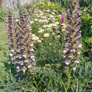 Acanthus spinosus
