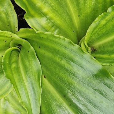 plant image 1340898 plant image 1340898