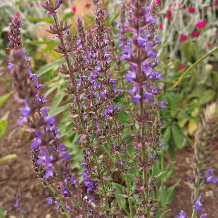 plant image 1341456 plant image 1341456