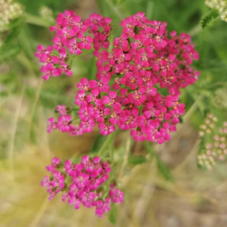 plant image 1344840