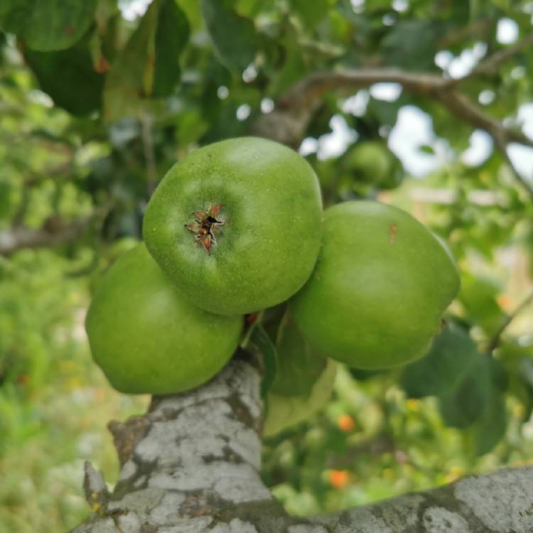 plant image 1344992