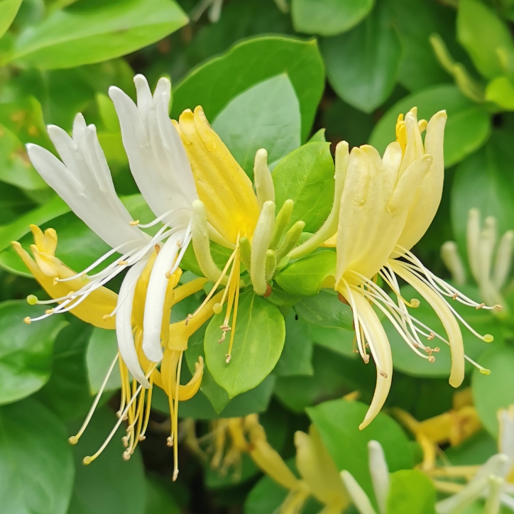 plant image 1348402