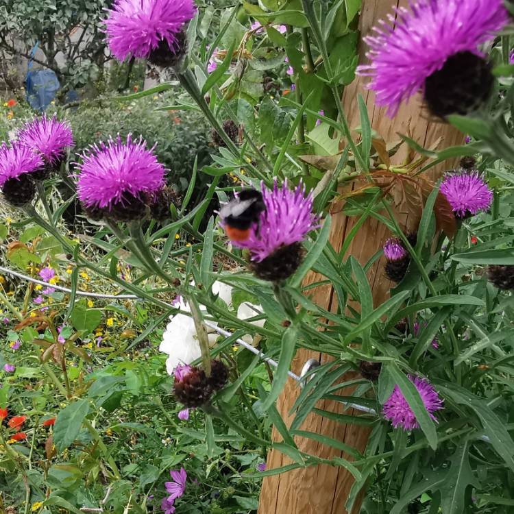 Plant image Centaurea nigra