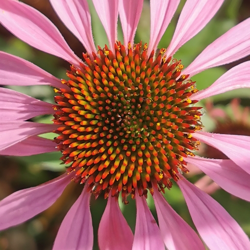 Plant image Echinacea purpurea