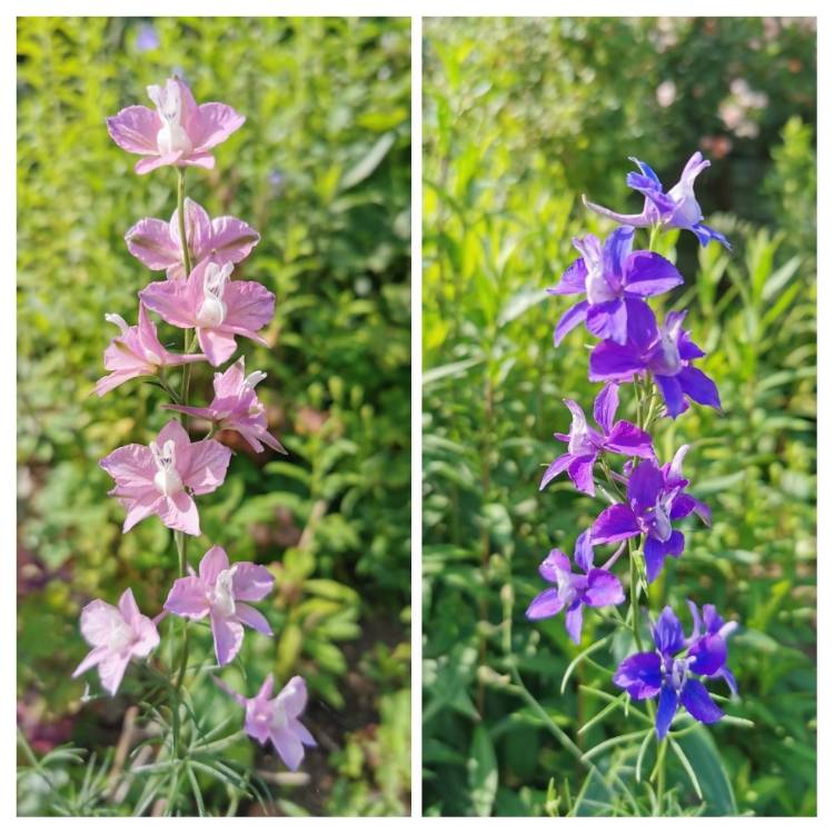 Plant image Delphinium consolida 