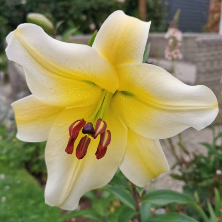 plant image 1355885