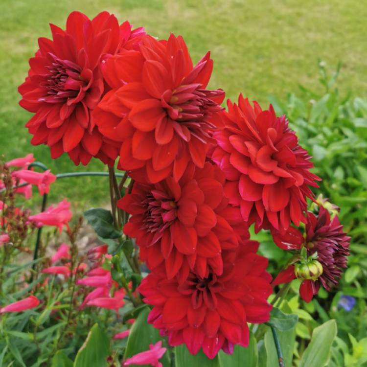 plant image 1356275 plant image 1356275