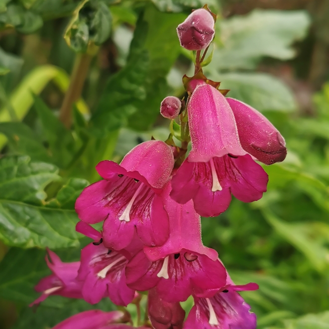 plant image 1356726