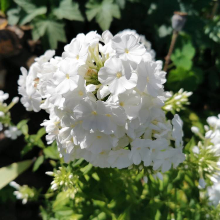 plant image 1359382 plant image 1359382