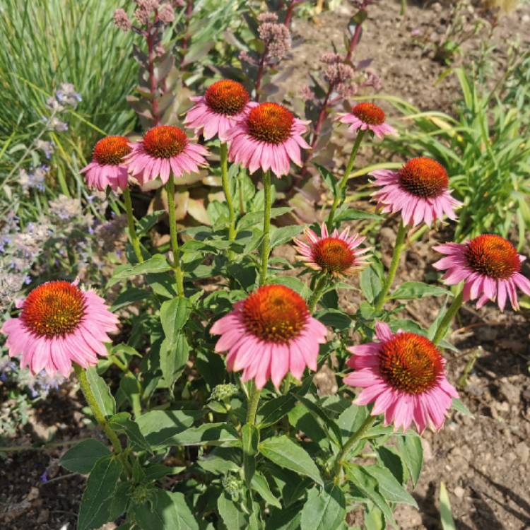plant image 1361341 plant image 1361341