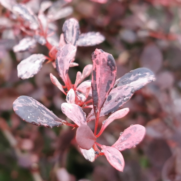 plant image 1361745 plant image 1361745