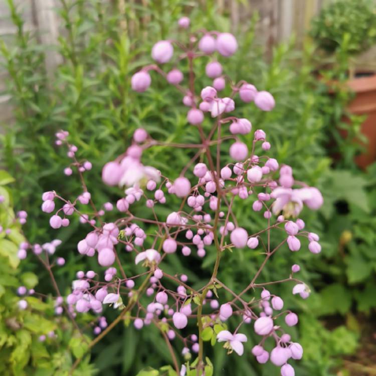 Plant image Thalictrum delavayi