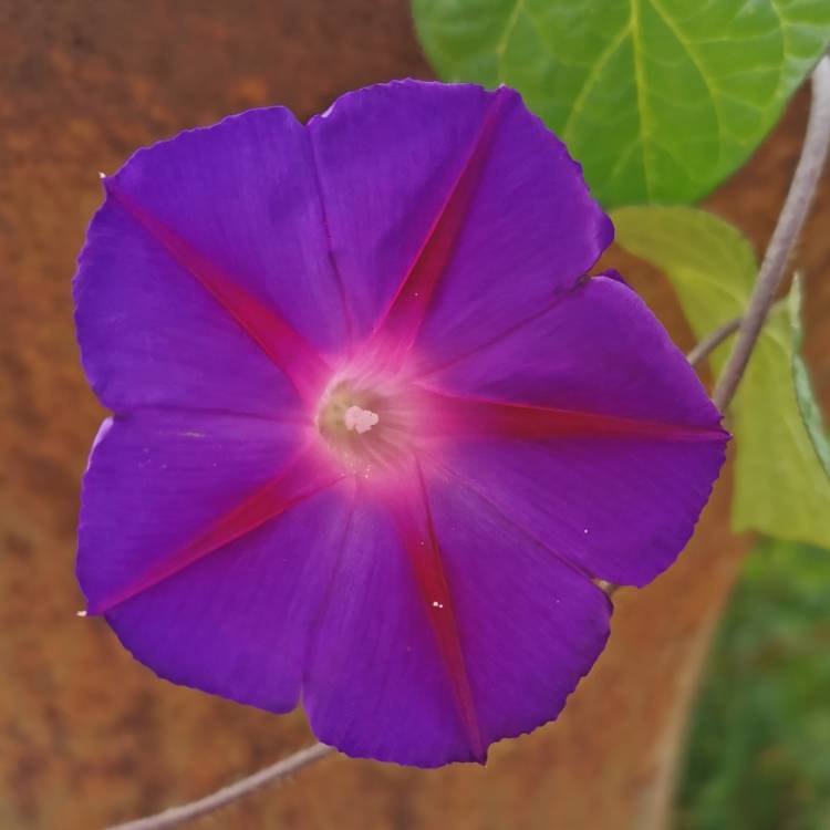 plant image 1365193 plant image 1365193