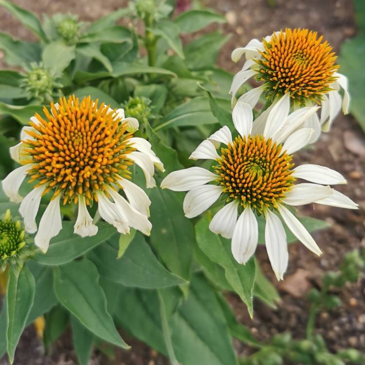 plant image 1367935