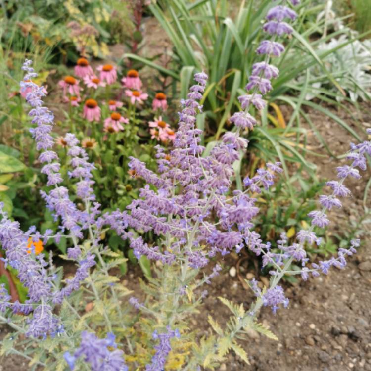 Plant image Salvia 'Blue Spire' syn. Perovskia 'Blue Spire'