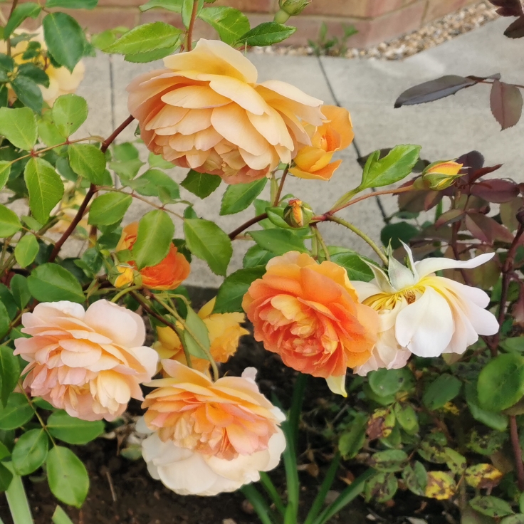 plant image 1371237 plant image 1371237