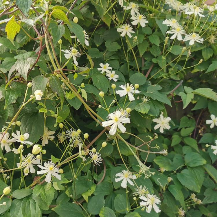 plant image 1371263 plant image 1371263