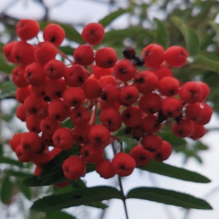 plant image 1376517