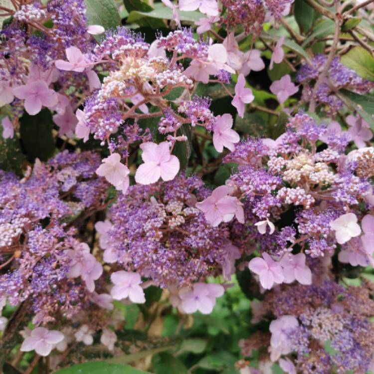 plant image 1376977 plant image 1376977